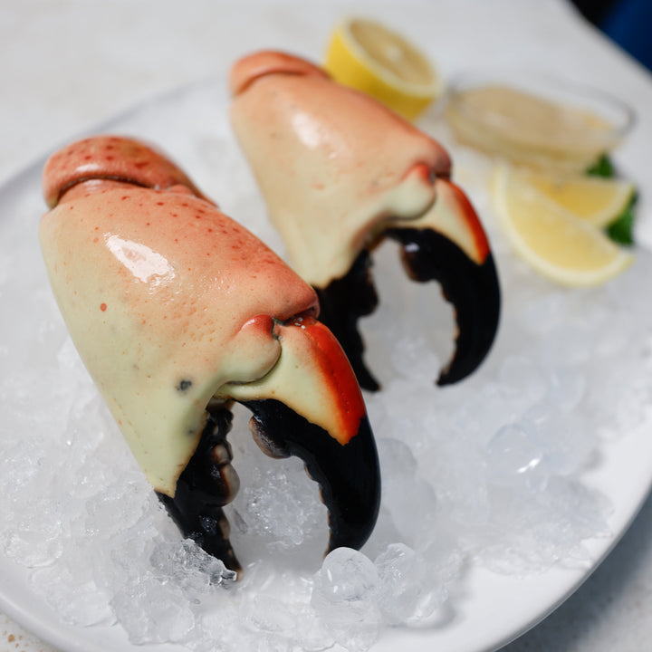 Colossal Stone Crab (Twin Packs) - Direct Seafood