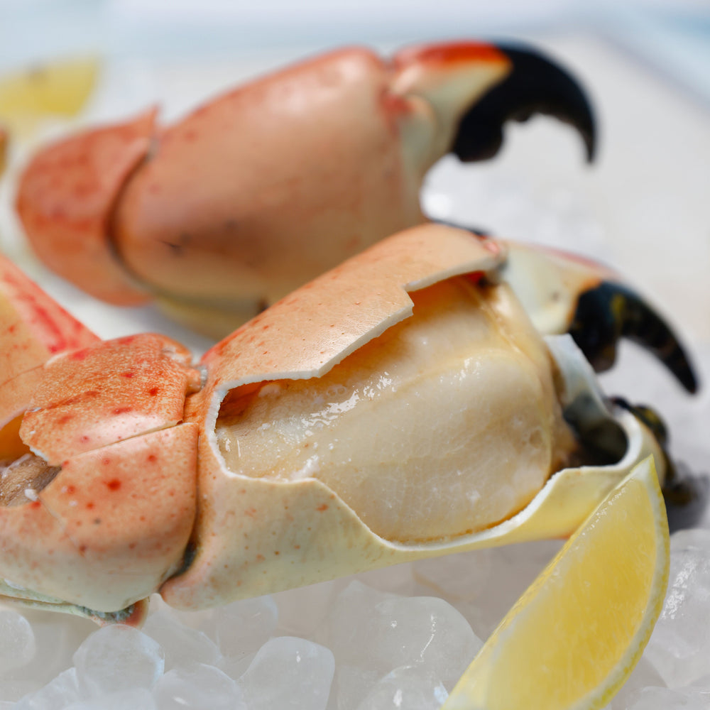 Colossal Stone Crab (Twin Packs) - Direct Seafood