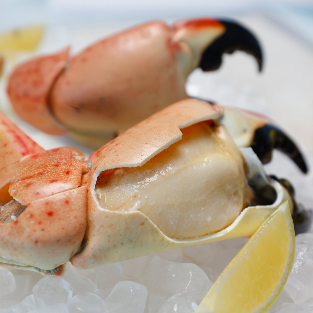 Colossal Stone Crab (Twin Packs) - Direct Seafood