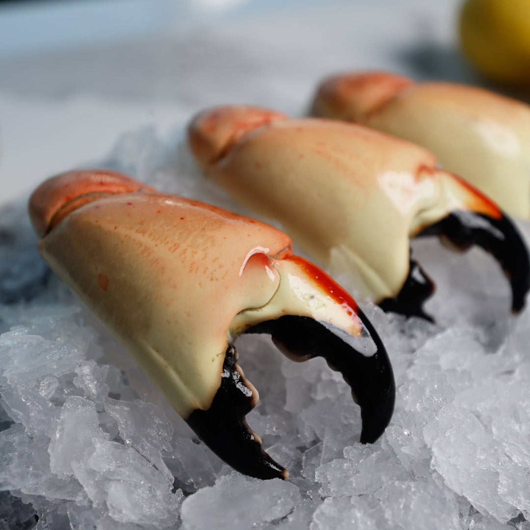 Jumbo Stone Crab - Direct Seafood