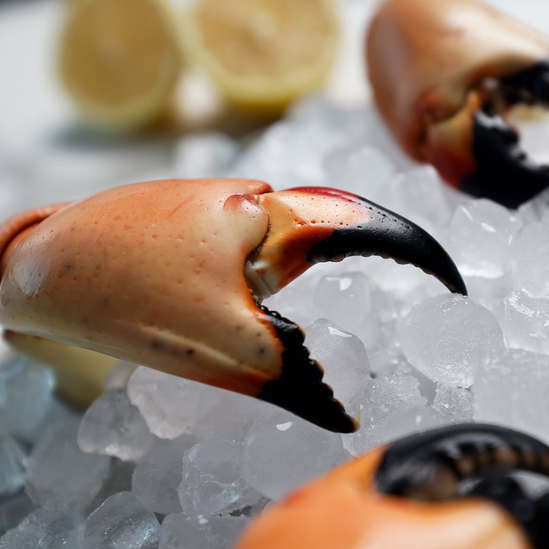 Medium Stone Crab - Direct Seafood