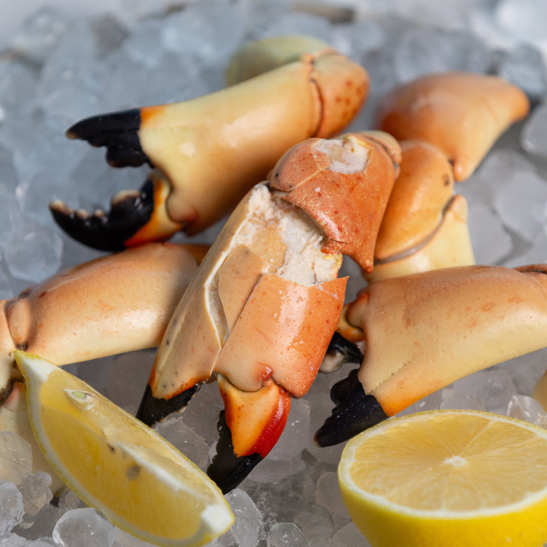 Medium Stone Crab - Direct Seafood